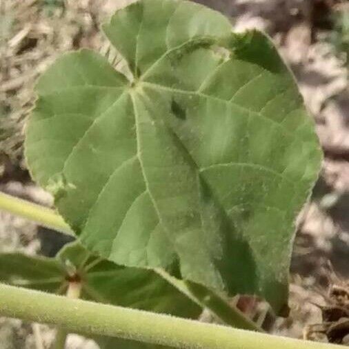 Abutilon theophrasti Blad