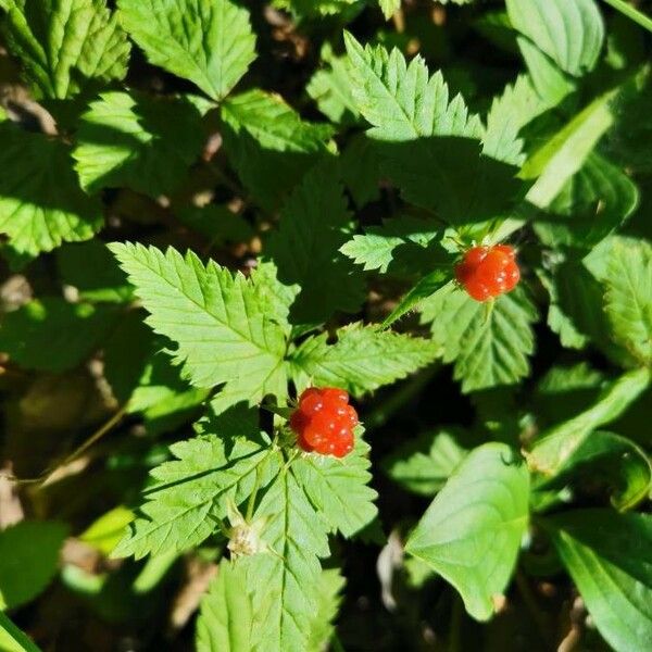 Rubus pubescens Fruto