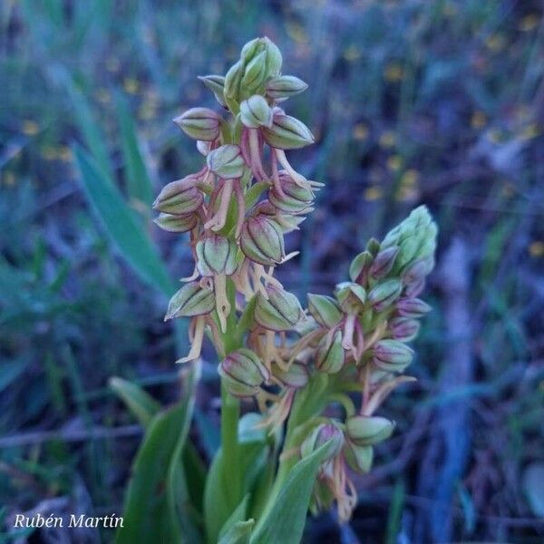 Orchis anthropophora Цвят