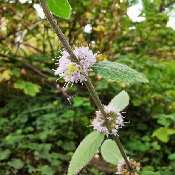 Mentha arvensis چھال