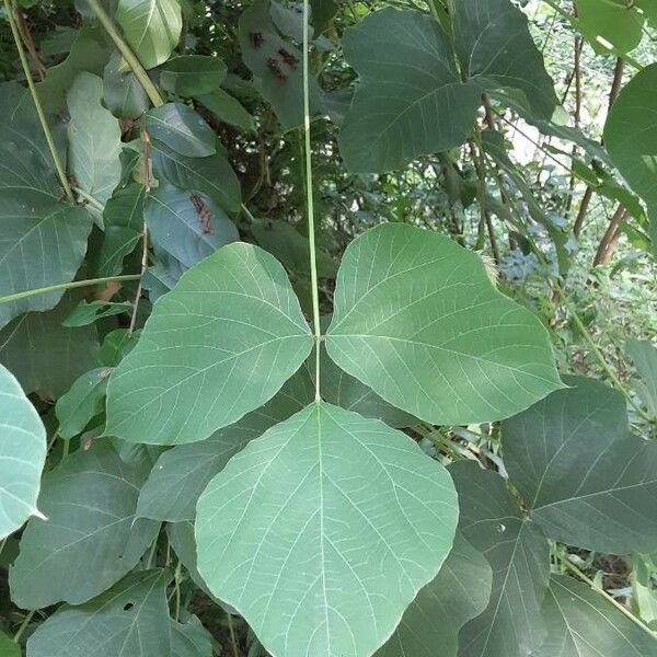 Pueraria montana Feuille