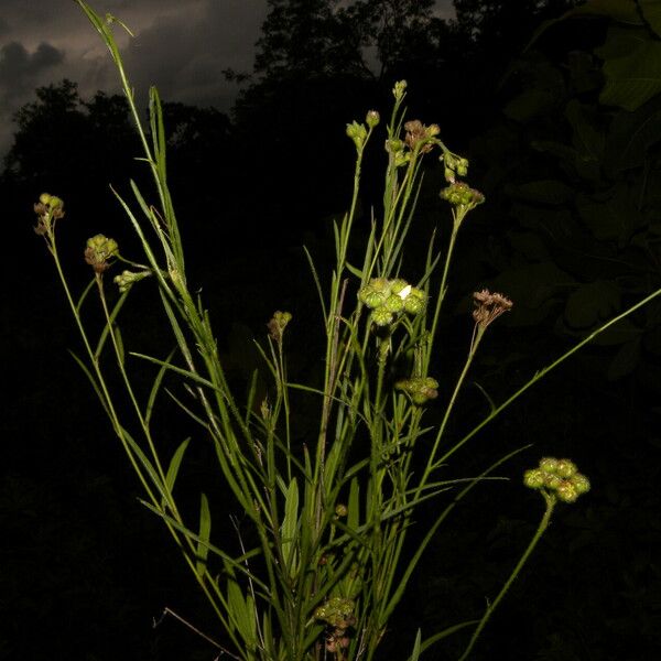 Sida linifolia Hábito