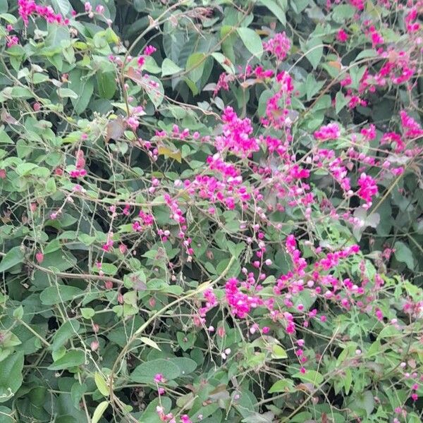 Antigonon leptopus 整株植物