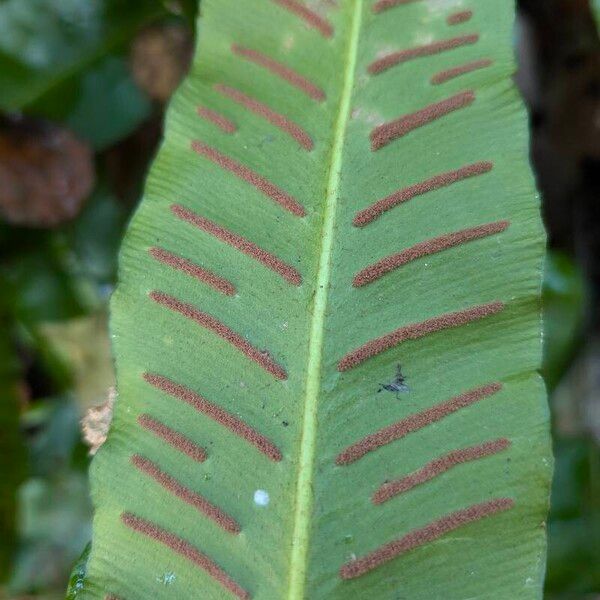 Asplenium scolopendrium ᱡᱚ