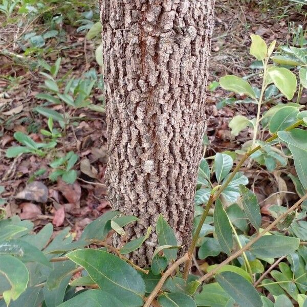 Xylopia aromatica Bark