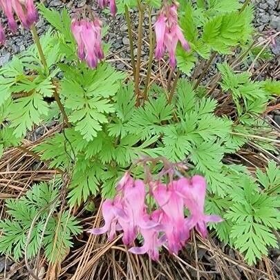 Dicentra eximia Blodyn