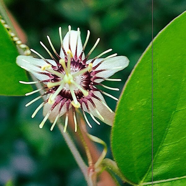 Passiflora pallida Flor