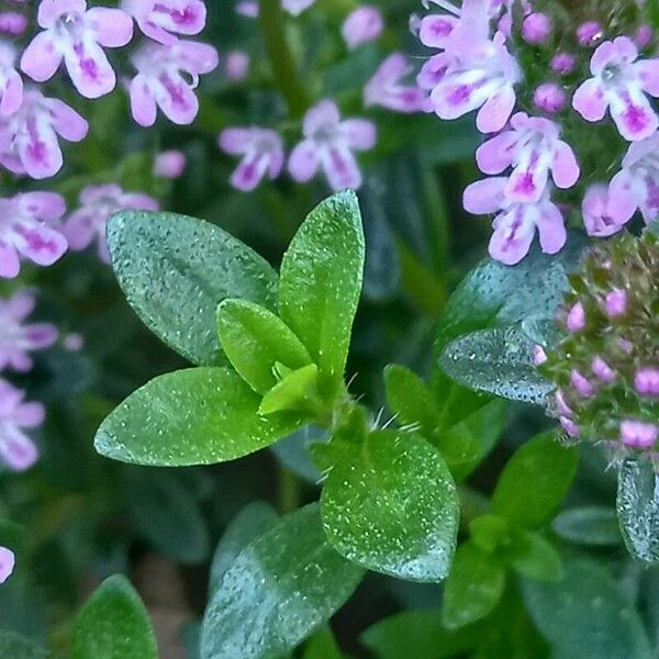 Thymus longicaulis ഇല