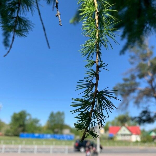 Larix occidentalis Flor