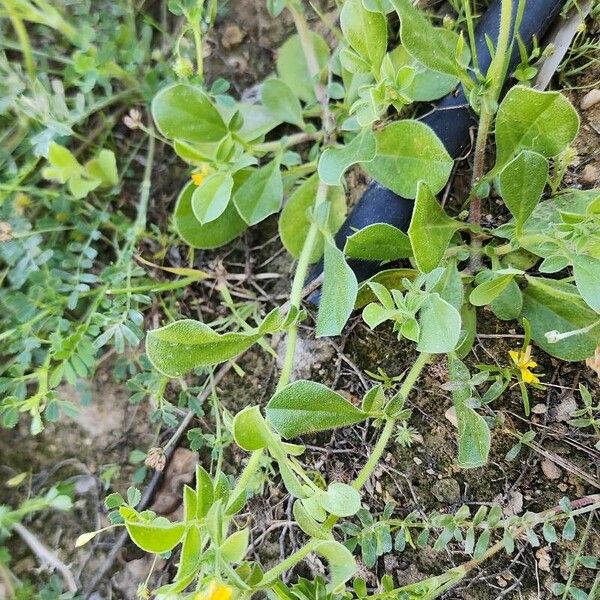 Anthyllis circinnata ശീലം