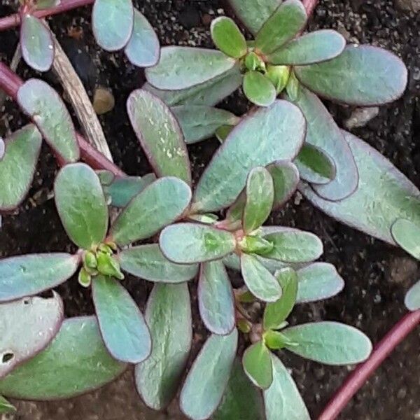 Portulaca oleracea Leaf