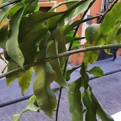 Epiphyllum oxypetalum Foglia