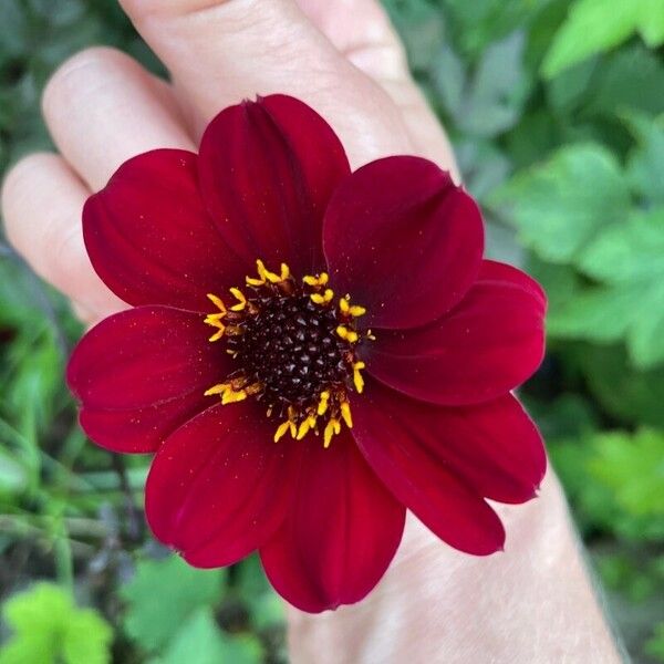 Dahlia coccinea Flower