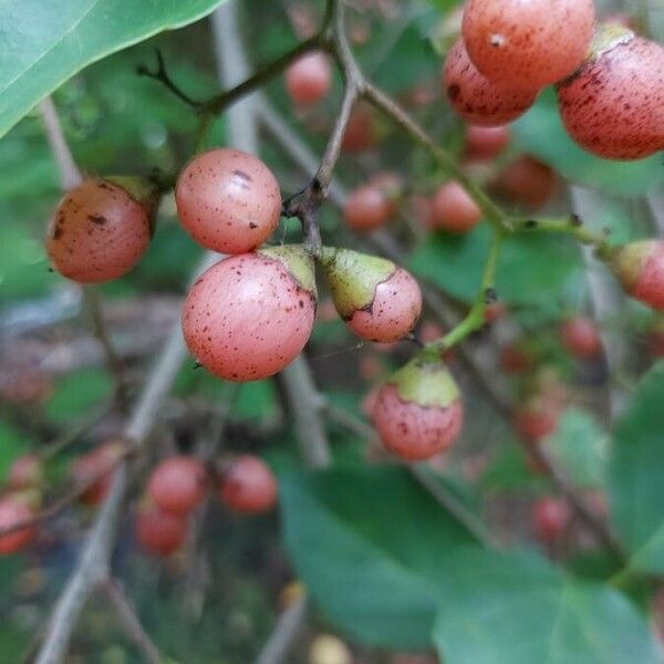 Cordia dichotoma 果