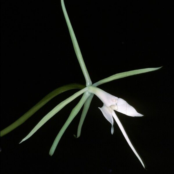 Epidendrum angustilobum Çiçek