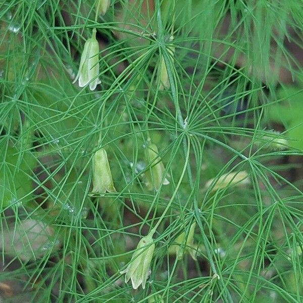 Asparagus tenuifolius Fulla