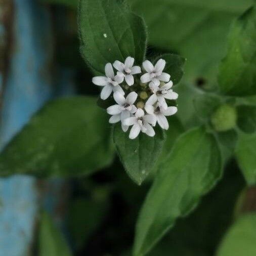 Lagascea mollis Blomma