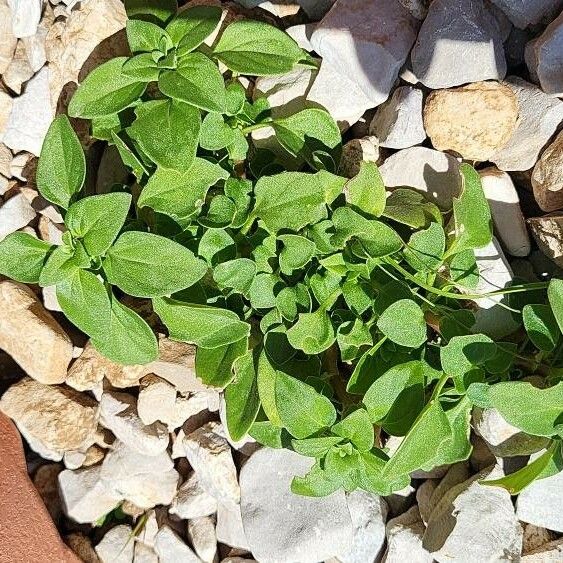 Theligonum cynocrambe Yaprak