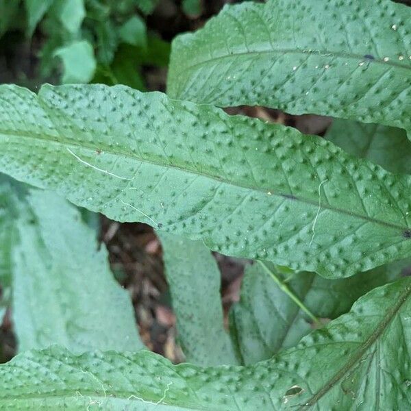 Tectaria incisa Blad