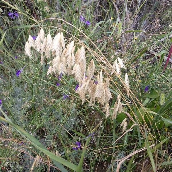 Bromus secalinus Hábito