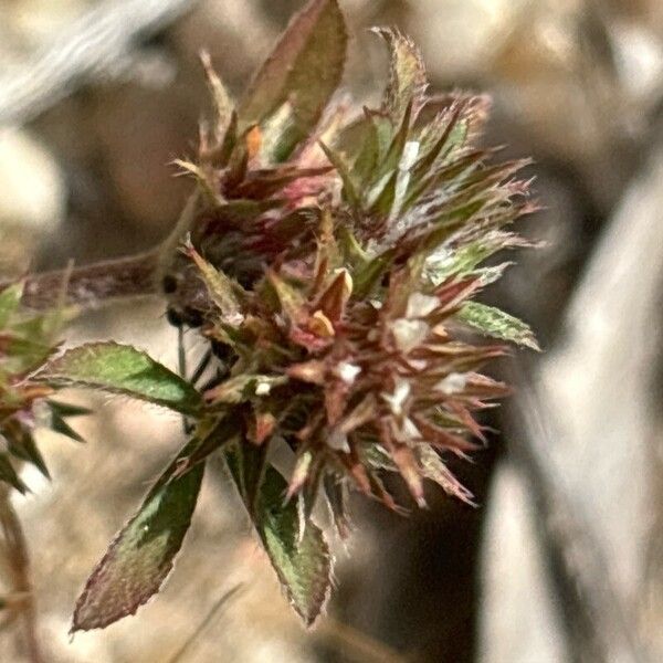 Trifolium scabrum Fruchs