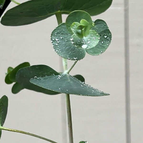 Eucalyptus gunnii Leaf