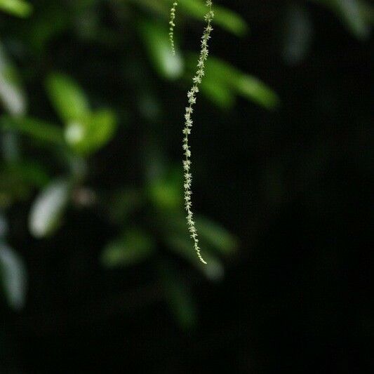 Boehmeria japonica Flower