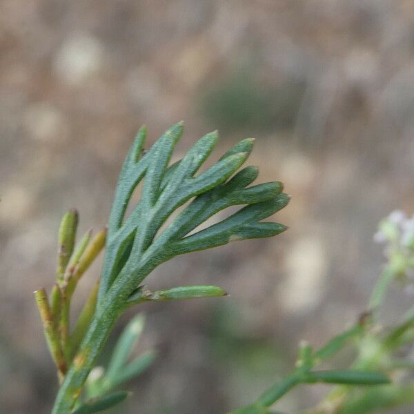 Seseli montanum Blad