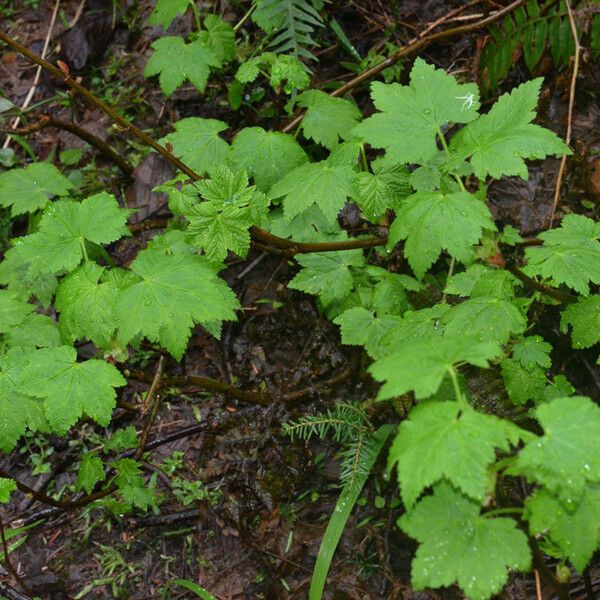 Ribes laxiflorum (Spreading currant)