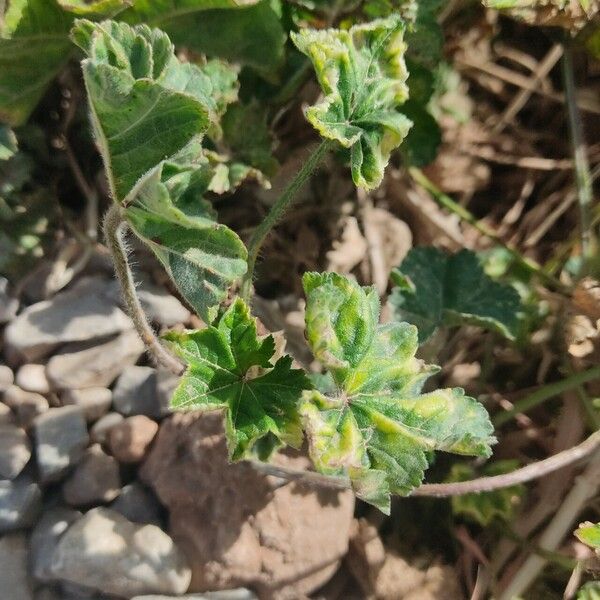 Malva nicaeensis Levél