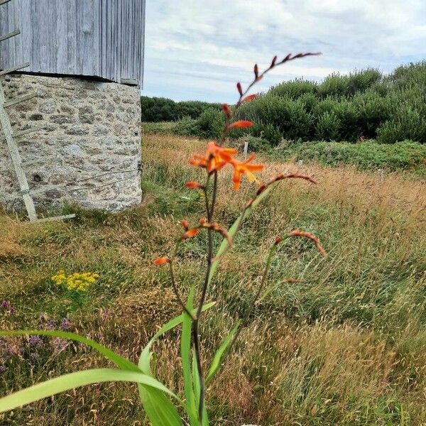 Crocosmia × crocosmiiflora Habitus