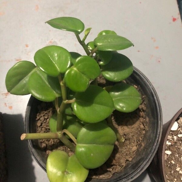 Peperomia serpens पत्ता