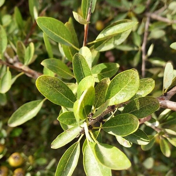 Pyrus spinosa Leaf