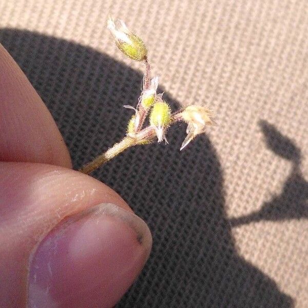Cerastium semidecandrum Λουλούδι