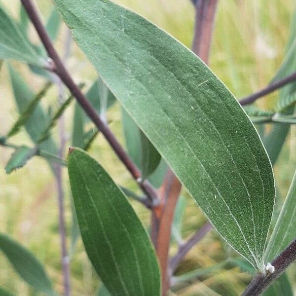 Acacia melanoxylon Blad