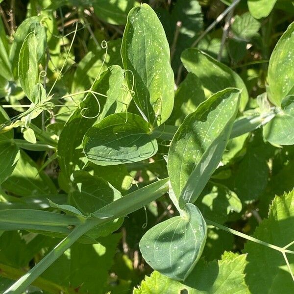 Lathyrus latifolius Leaf