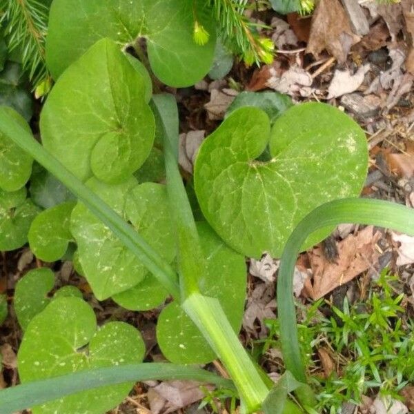 Asarum canadense Leaf