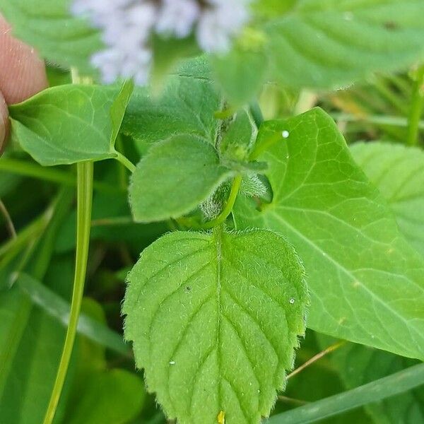 Mentha aquatica Foglia