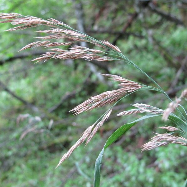 Calamagrostis purpurea 果実