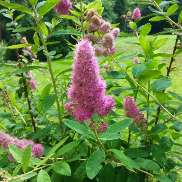 Spiraea douglasii Flors