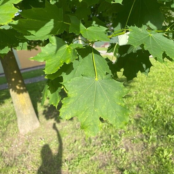 Acer saccharum পাতা