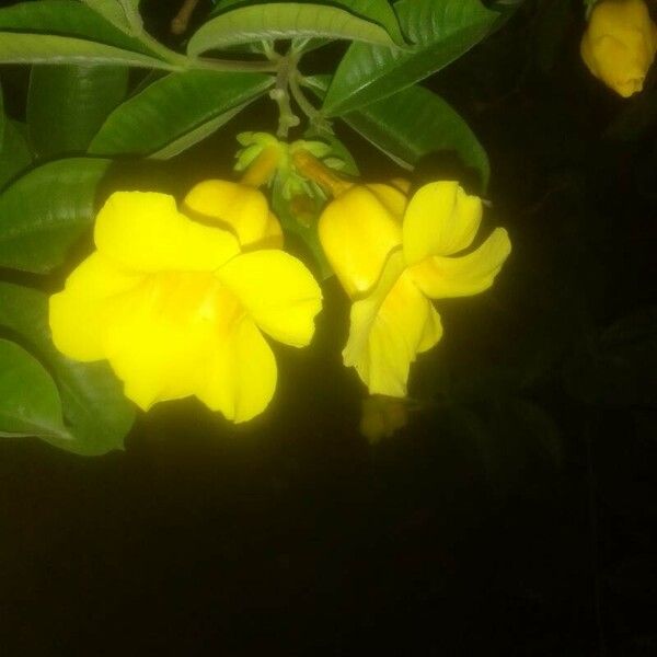 Allamanda cathartica Flower