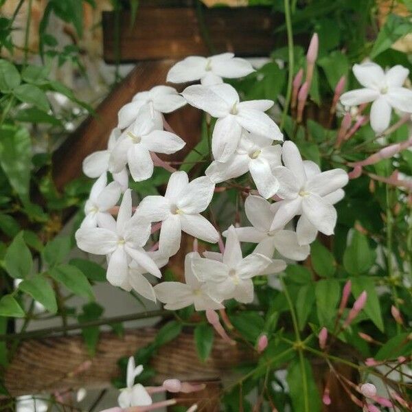 Jasminum polyanthum Кветка