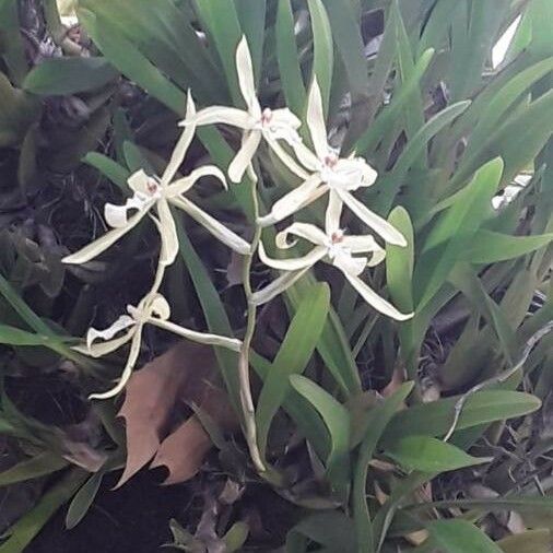 Crinum americanum Flower