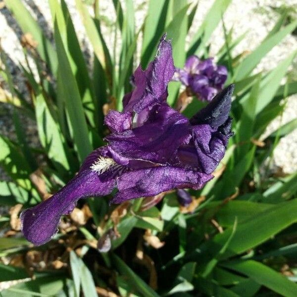 Iris pumila Kvet