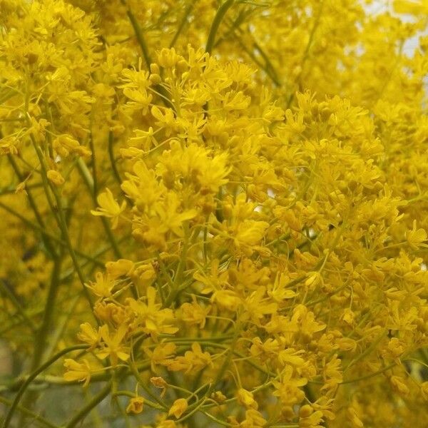 Isatis tinctoria Blüte