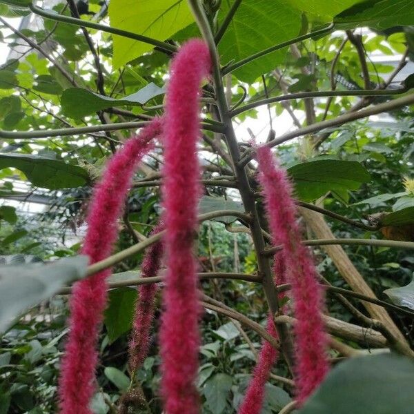 Acalypha hispida 花