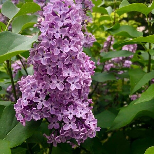 Syringa vulgaris Цвят