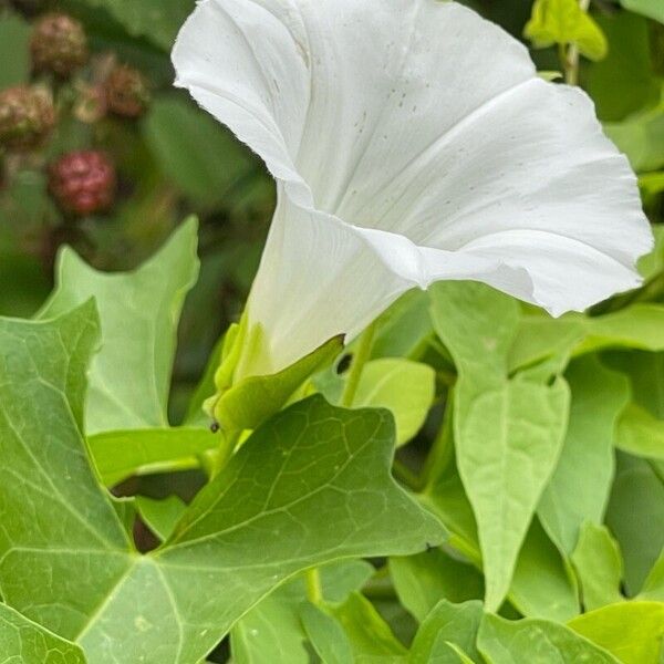 Calystegia silvatica 花