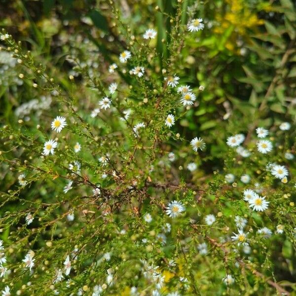 Symphyotrichum ericoides 花